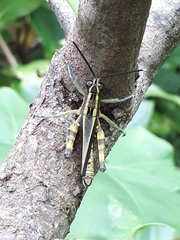 Traulia ornata iriomotensis