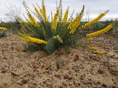 Lebeckia sepiaria