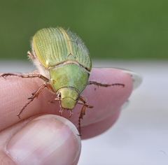 Xylonichus eucalypti