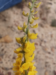 Lebeckia sepiaria