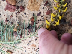 Lebeckia sepiaria