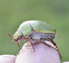 Xylonichus eucalypti