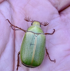 Xylonichus eucalypti