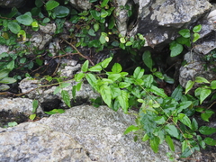 Jasminum superfluum