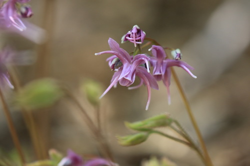 Epimedium grandiflorum iNat (2)