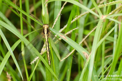 Ascalohybris subjacens