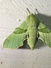 Proserpinus terlooii