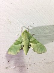 Proserpinus terlooii