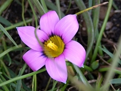 Romulea cruciata