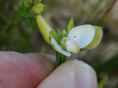 Polygala ericifolia