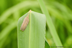 Pyrilla perpusilla