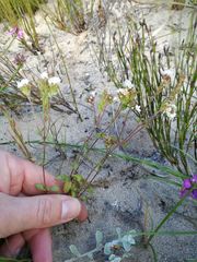 Phyllopodium bracteatum