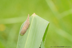 Pyrilla perpusilla