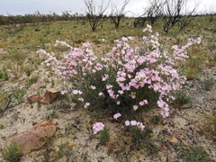 Podalyria leipoldtii