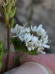 Phyllopodium bracteatum