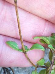 Phyllopodium bracteatum