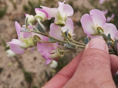 Podalyria leipoldtii