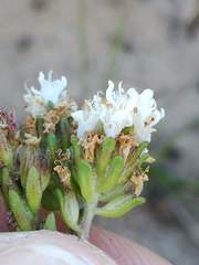 Phyllopodium bracteatum
