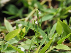Thuarea involuta