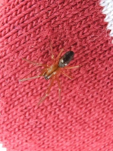 Diligent Platform Sheetweaver