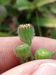 Senecio glutinosus