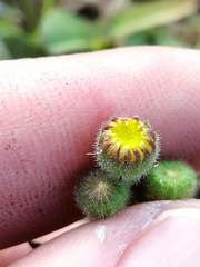 Senecio glutinosus