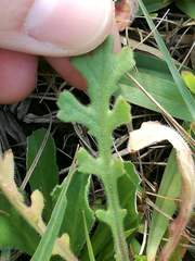 Senecio glutinosus