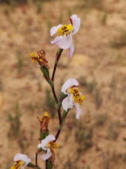 Disa flexuosa