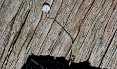 Mycena albidocapillaris