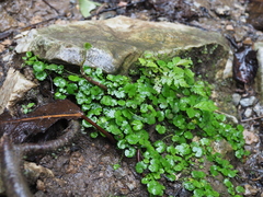 Hydrocotyle dichondroides