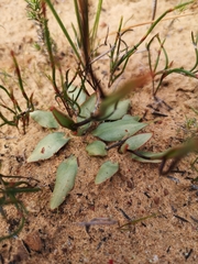 Disa flexuosa