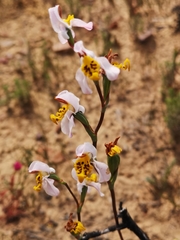 Disa flexuosa
