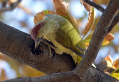 Picus viridis