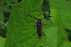 Phytoecia affinis boeberi