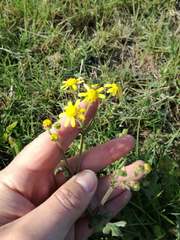 Senecio glutinosus