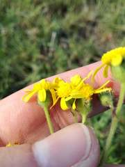 Senecio glutinosus
