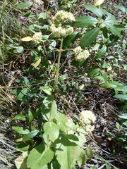 Hylotelephium maximum maximum