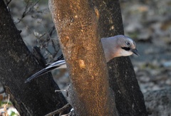 Garrulus glandarius