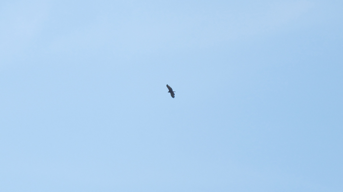 Crested Serpent Eagle