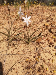 Chlorophytum lewisae