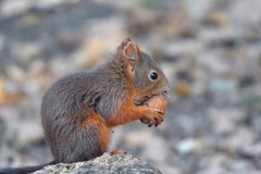 Sciurus vulgaris