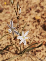 Chlorophytum lewisae