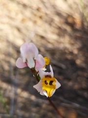 Disa flexuosa