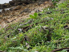 Thuarea involuta