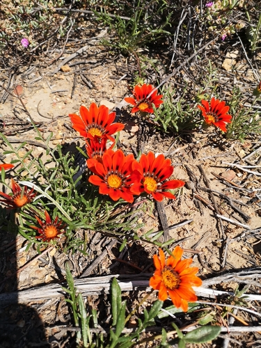 Gazania rigida (Burm.fil.) Roessler