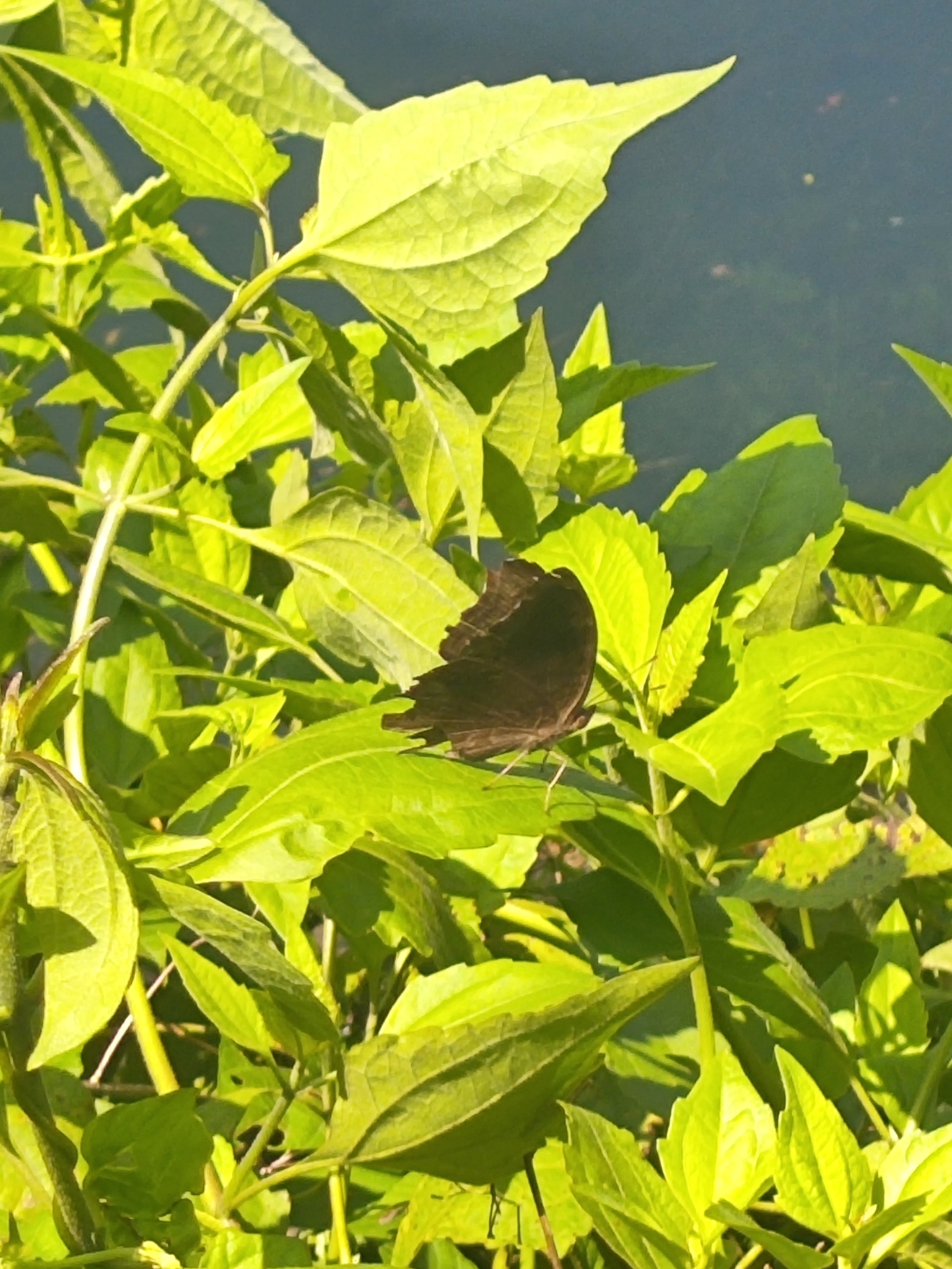 Chocolate Pansy