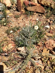 Bolandia pinnatifida