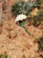 Bolandia pinnatifida