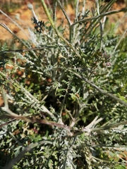 Bolandia pinnatifida