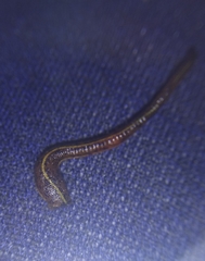 Haemadipsa zeylanica